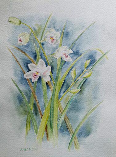 Concorso “Disegnare la natura” – seconda edizione, anno 2023, Orchidea, studio di orchidea Cymbidium ensifolium (acquerello su carta), opera di Silvia Gandini, Verolavecchia (Brescia).