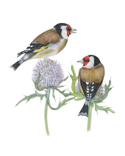 Concorso “Disegnare la natura” – seconda edizione, anno 2023, Cardellino (acquerello), opera di Marina Durante (Milano)