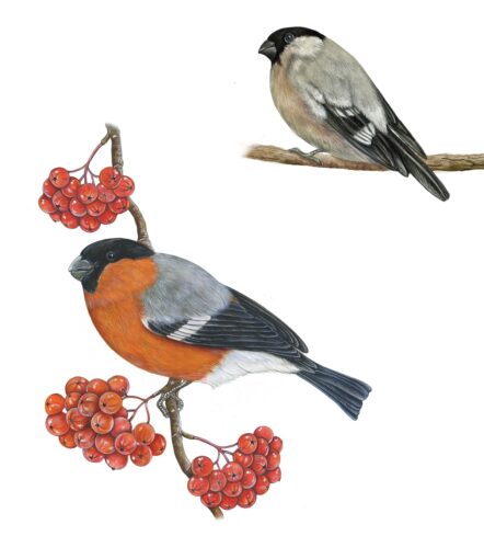 Concorso “Disegnare la natura” – seconda edizione, anno 2023, Ciuffolotto (acquerello), opera di Marina Durante (Milano)