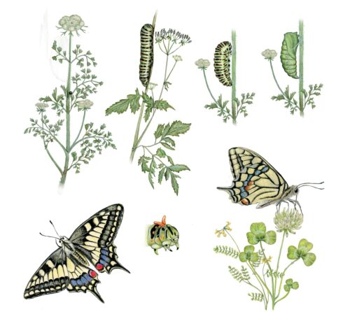 Concorso “Disegnare la natura” – seconda edizione, anno 2023, metamorfosi di macaone (acquerello), opera di Marina Durante (Milano)