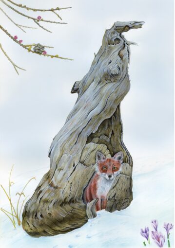 Concorso “Disegnare la natura” – seconda edizione, anno 2023, Volpe, Vulpes vulpes (acquerello), opera di Marina Durante (Milano)