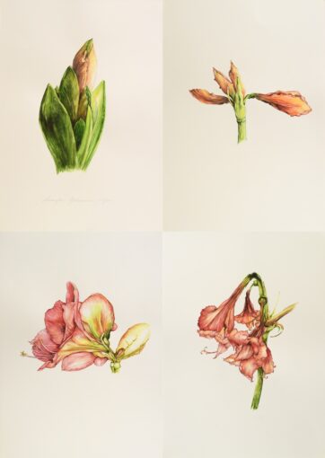 Concorso “Disegnare la natura” – terza edizione, anno 2024, Amarillys Belladonna, opera di Annarita Roncaglia