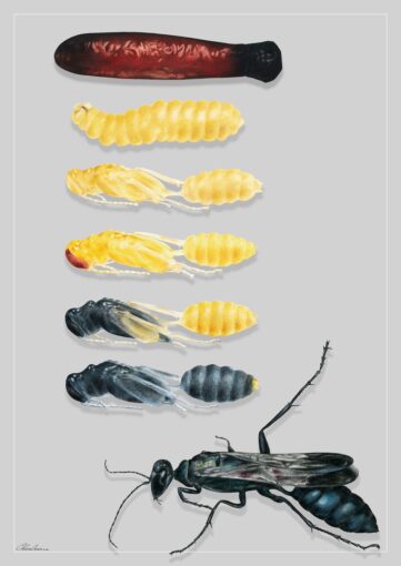 Concorso “Disegnare la natura” – terza edizione, anno 2024, Chalybion bengalense, opera di Chiara Ossani