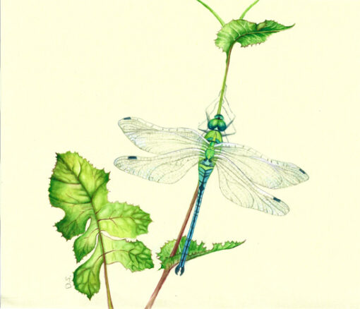 Concorso “Disegnare la natura” – terza edizione, anno 2024, Libellula, opera di Daniela Savoia