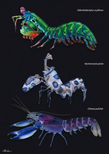 Concorso “Disegnare la natura” – terza edizione, anno 2024, Malacostraca (Crustacea); tre colorazioni differenti, opera di Chiara Ossani