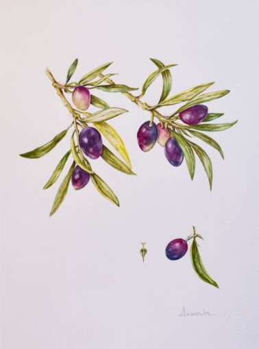 Concorso “Disegnare la natura” – terza edizione, anno 2024, Olive Biancolilla di Sicilia, opera di Annarita Roncaglia