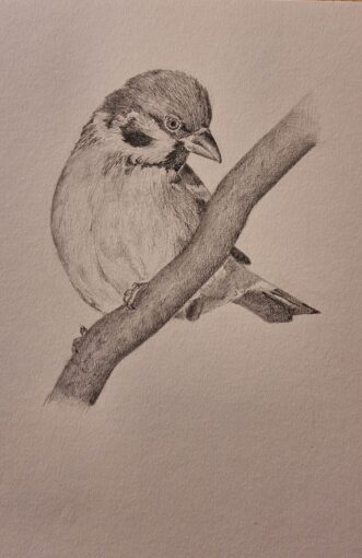 Concorso “Disegnare la natura” – terza edizione, anno 2024, Passero su ramo, opera di Leonardo Saler