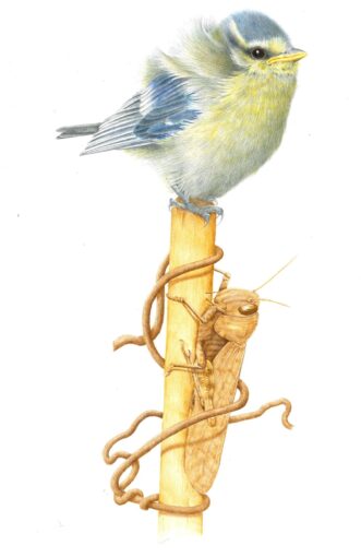 Concorso “Disegnare la natura” – terza edizione, anno 2024, Cinciarella e locusta, opera di Stefano Torriani