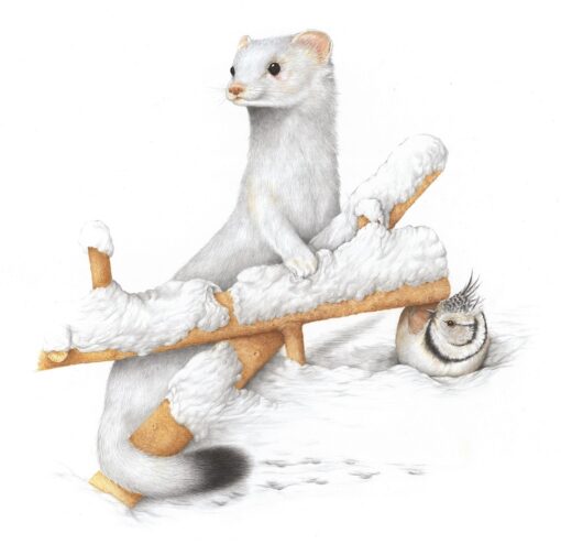 Concorso “Disegnare la natura” – terza edizione, anno 2024, Ermellino e cincia dal ciuffo, opera di Stefano Torriani