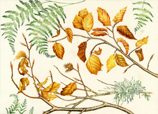 Concorso “Disegnare la natura” – terza edizione, anno 2024, Nel bosco, opera di Daniela Savoia