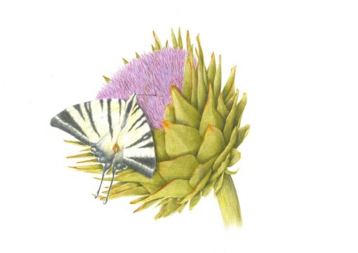 Concorso “Disegnare la natura” – terza edizione, anno 2024, Podalirio e carciofo, opera di Stefano Torriani