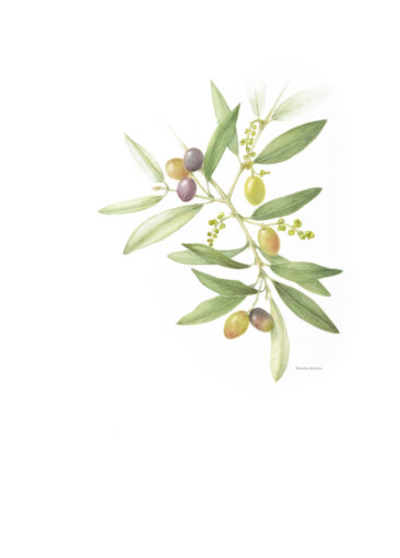 Concorso “Disegnare la natura” – terza edizione, anno 2024, “Olea europea”, ramo di olivo con olive e infruttescenza (acquerello su carta), opera di Renata Barilli (Sirmione, Brescia).